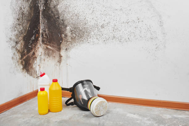 Professional Mold Removal in Hazel Park, MI