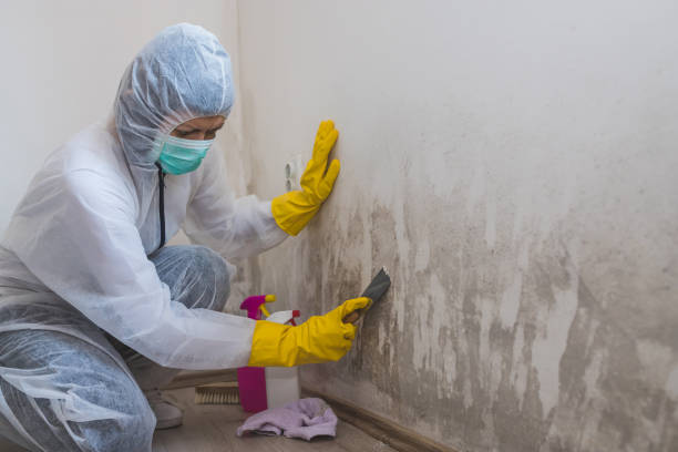 Best Mold Damage Repair  in Hazel Park, MI