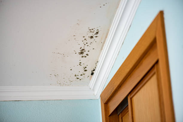 Best Crawl Space Mold Removal  in Hazel Park, MI