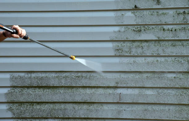 Mold Removal Process in Hazel Park, MI