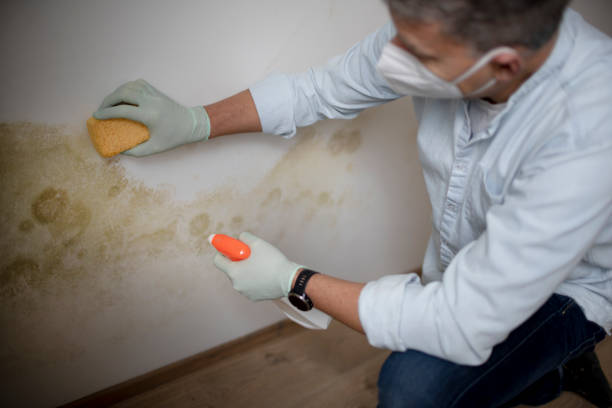 Best Best Mold Removal Companies  in Hazel Park, MI