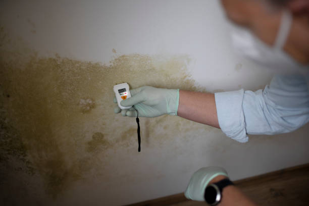Best Black Mold Removal  in Hazel Park, MI