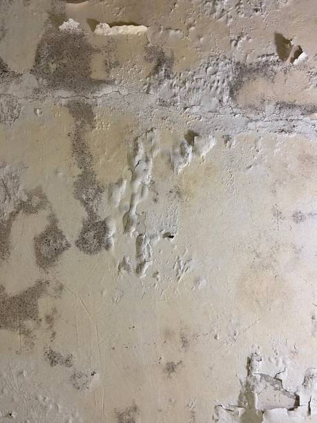Best Mold Remediation  in Hazel Park, MI