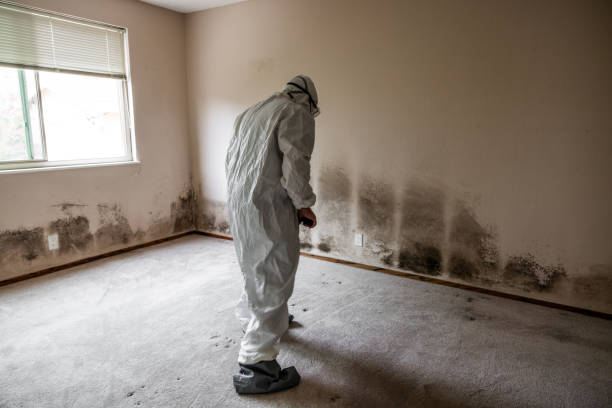 Best Mold Testing  in Hazel Park, MI