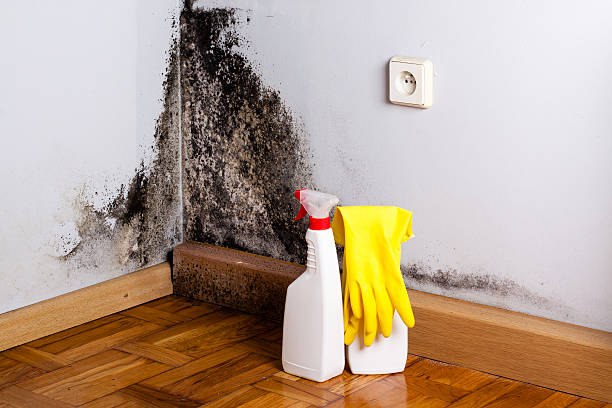 Best Affordable Mold Removal  in Hazel Park, MI