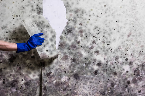  Hazel Park, MI Mold Removal Pros
