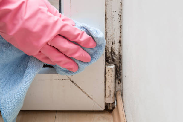 Best Mold Removal Company Near Me  in Hazel Park, MI
