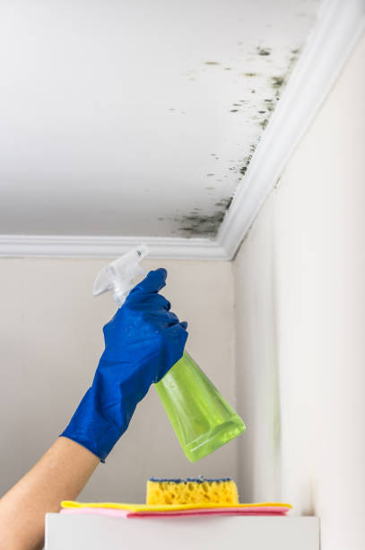Home Mold Removal in Hazel Park, MI